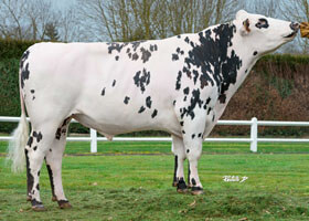 LUIGI BGT (Eolonne x Atenay)
