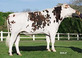 OCTAVIUS (Hanse x Atome)