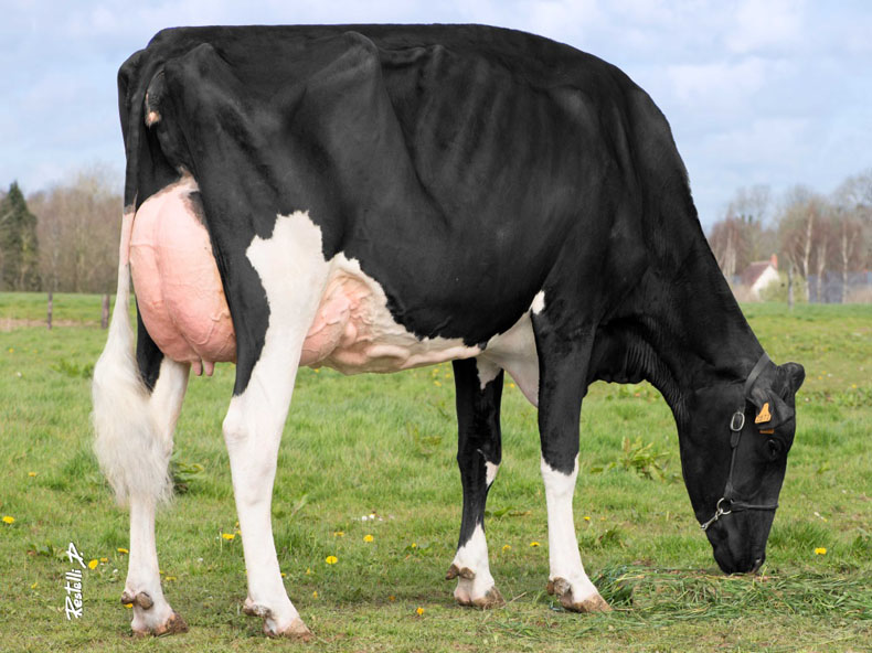 DKR Bulona, vache Holstein du GAEC Drakkar