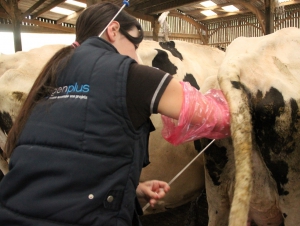 Laëtitia Esteve en plein insémination animale