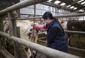 Techniciennne inséminatrice insémine une vache normande