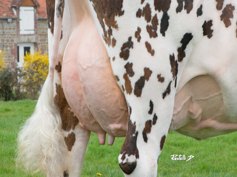 Des mamelles de vache normande