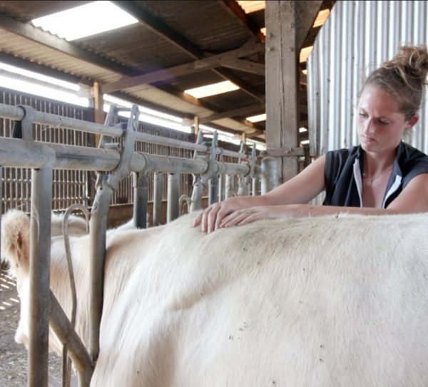 Mathilde PERUS fait une séance d'ostéopathie à une vache charolaise