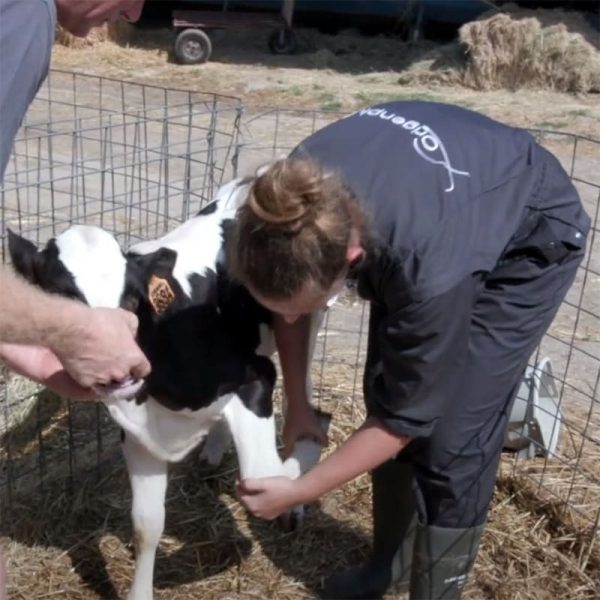Mathilde PERUS soigne un veau Prim'Holstein