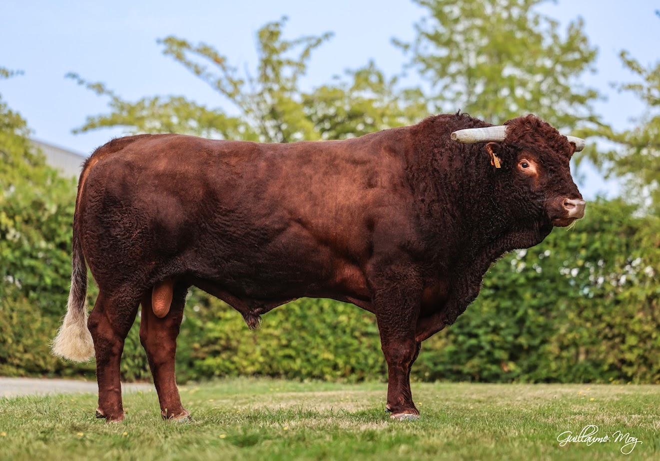 MISTRAL GD (Fetiche x Eric)