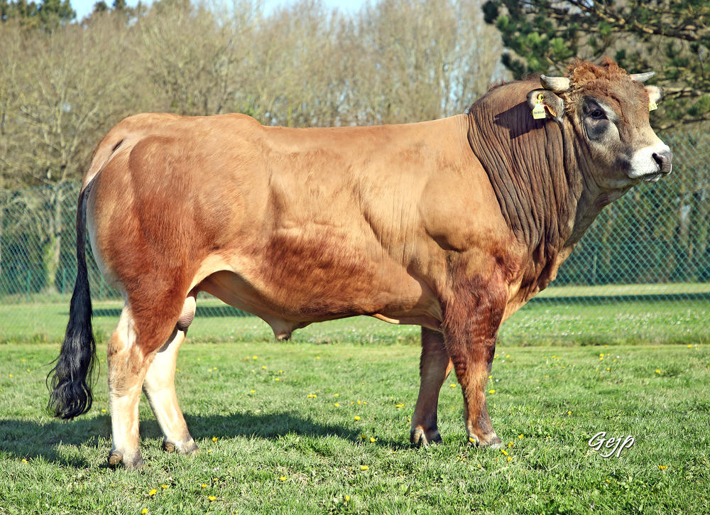 ROIRENE (Ilus x Costaud)