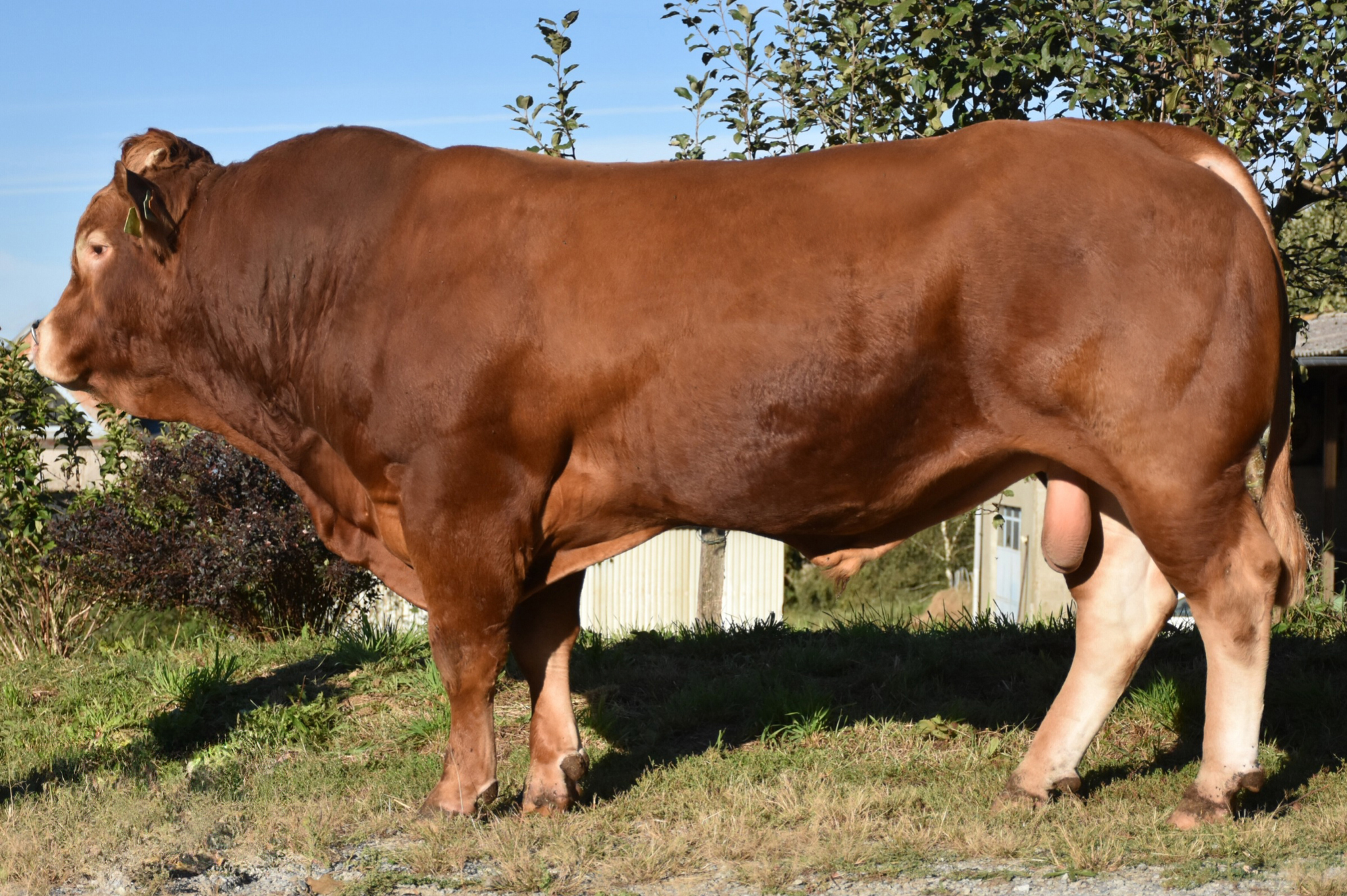 ODEGAME (Frascati x Bavardage)